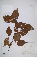 藏品(呂宋莢迷)的圖片