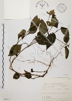 藏品(臺灣鱗球花)的圖片