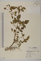 藏品(小白花鬼針)的圖片