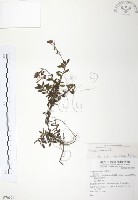 藏品(玉山水苦賈)的圖片