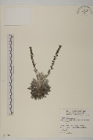 藏品(太魯閣艾)的圖片