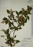 藏品(大葉溲疏)的圖片