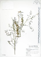 藏品(彎果黃菫)的圖片