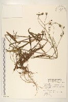 藏品(玉山毛蓮菜)的圖片