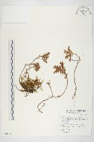 藏品(尖萼佛甲草)的圖片