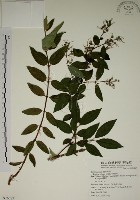 藏品(大葉溲疏)的圖片