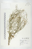 藏品(玉山筷子芥)的圖片