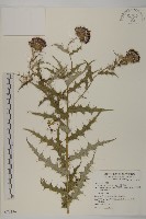 藏品(細川氏薊)的圖片