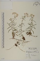 藏品(玉山抱莖籟簫)的圖片