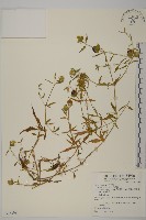 藏品(狗筋蔓)的圖片