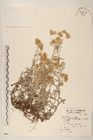 藏品(絲綿草)的圖片