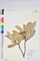 藏品(臺灣杜鵑)的圖片