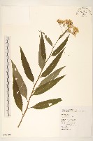 藏品(黃菀)的圖片