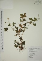 藏品(牻牛兒苗)的圖片