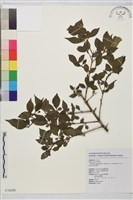 藏品(塔山鼠李)的圖片