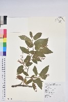 藏品(南燭)的圖片