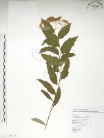 藏品(臺灣繡線菊)的圖片