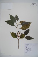 藏品(高山莢迷)的圖片