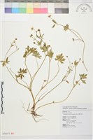 藏品(蓬萊毛茛)的圖片