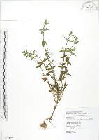 藏品(大籽當藥、巒大當藥)的圖片