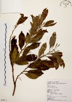 藏品(鼠刺)的圖片