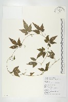 藏品(絞股藍)的圖片