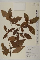 藏品(草珊瑚、紅果金粟蘭)的圖片