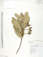 藏品(水筆仔)的圖片