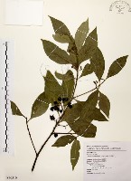 藏品(茜草樹)的圖片