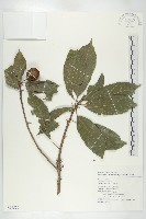 藏品(猴歡喜)的圖片