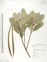 藏品(水筆仔)的圖片