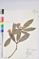 藏品(西施花、青紫木)的圖片