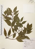 藏品(山肉桂、台灣肉桂)的圖片