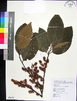 藏品(柿葉野櫻、蘭嶼野櫻花)的圖片