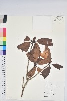 藏品(森氏杜鵑、森氏滿江紅)的圖片