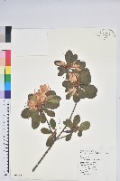 藏品(南澳杜鵑)的圖片