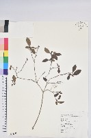 藏品(紅毛杜鵑)的圖片