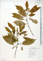 藏品(樟葉槭, 飛蛾子樹)的圖片