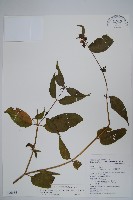 藏品(台灣土黨參)的圖片