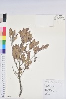 藏品(大葉越橘、來特氏越橘)的圖片