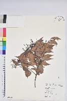 藏品(鞍馬山越橘)的圖片