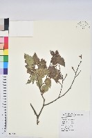 藏品(臺灣水青岡)的圖片