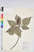 藏品(紅肉橙蘭、華血桐)的圖片