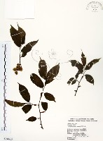 藏品(阿里山榆)的圖片