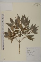 藏品(福建賽衛矛、福建假衛矛)的圖片