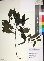 藏品(薄葉玉心花)的圖片