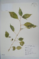 藏品(黃花鳳仙花)的圖片