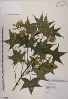 藏品(青楓)的圖片