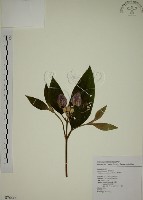 藏品(野牡丹)的圖片