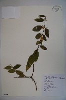 藏品(忍冬、金銀花)的圖片